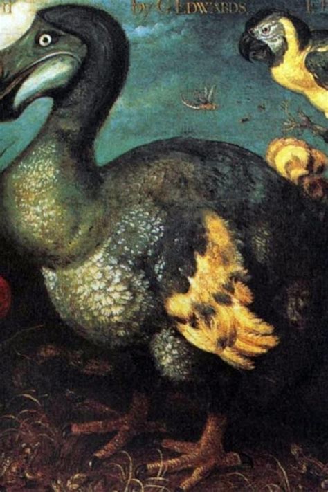 Discovering the Dodo: Uncovering the Legacy of a Legendary Bird