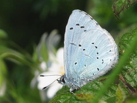 Discovering the Early Life of Holly Blue