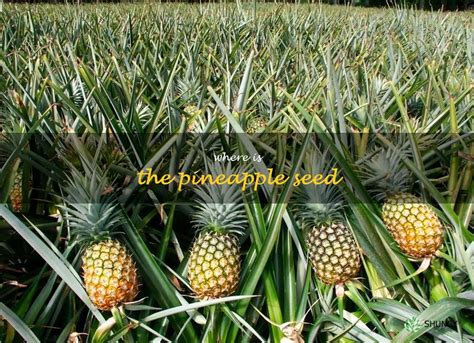 Discovering the Elusive Black Pineapple: Unveiling its Diversity and Cultivation Secrets