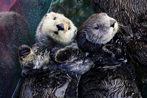 Discovering the Enchanting World of Otters: A Guide from the Inside