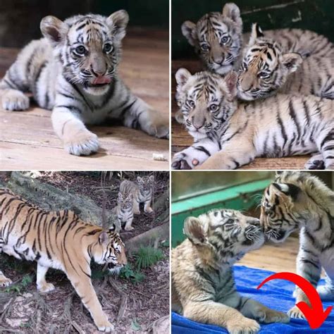 Discovering the Enchanting World of Tiger Cubs