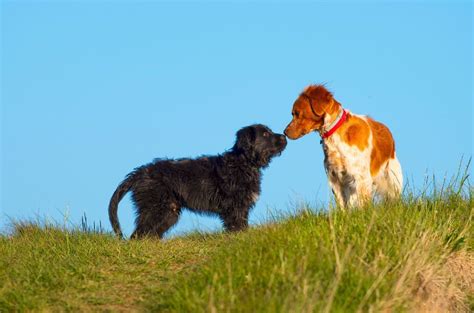 Discovering the Enchantment of Canine Comrades