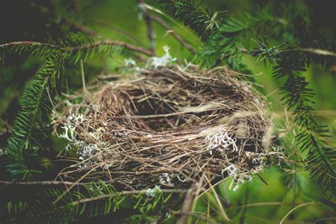 Discovering the Enigmatic Secrets of Nest Materials and Their Significance