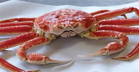 Discovering the Fascinating Journey of Delectable Snow Crabs