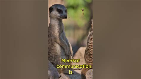 Discovering the Fascinating Methods of Animal Communication Beyond Verbal Dialogue