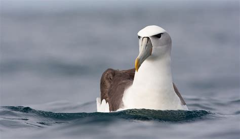 Discovering the Fascinating Realm of Fledgling Seabirds