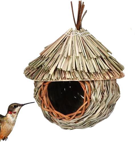 Discovering the Fascination of Inhabiting Avian Dwellings