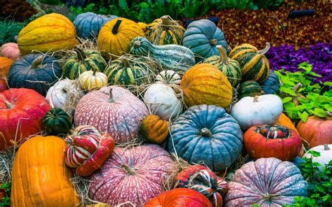 Discovering the Ideal Pumpkin Variety for Your Garden