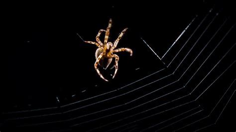 Discovering the Link Between Arachnid Visions and Personal Development