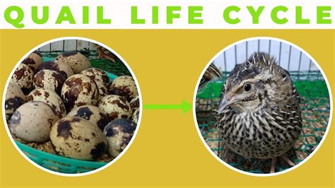 Discovering the Link between Quails and Personal Growth