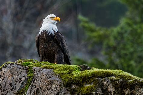 Discovering the Majestic Beauty of Bald Eagles in Wildlife