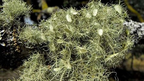 Discovering the Maximum Height Usnea Lichen Can Reach