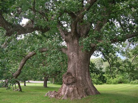 Discovering the Meaning and Significance of the Mighty Oak