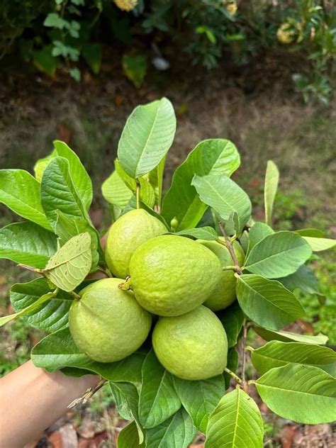 Discovering the Origins and Global Allure of the Guava