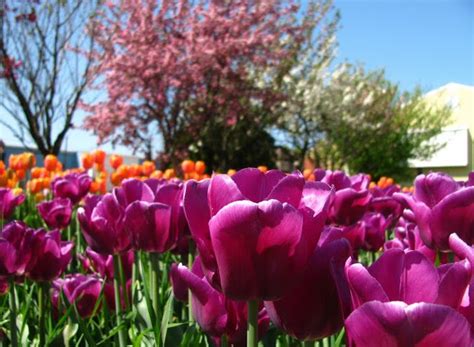 Discovering the Plethora of Tulip Varieties