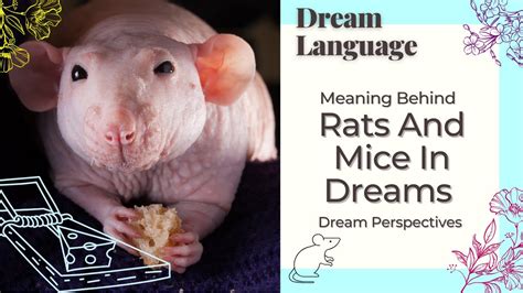 Discovering the Positive Messages and Lessons Behind Mouse and Rat Dreams: Shifting Perspectives on Common Vermin