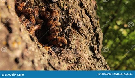 Discovering the Psychological Correlations Between Honeybees and Dreams