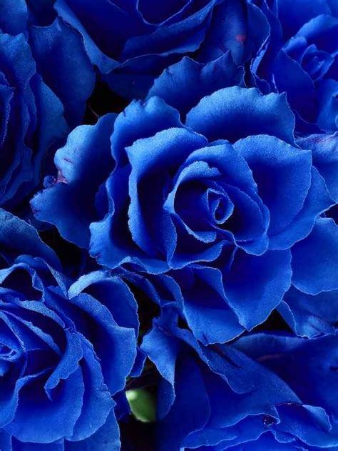 Discovering the Rich Array of Blue Rose Varieties: Exploring the Elegance and Significance Behind Different Shades