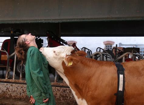 Discovering the Soothing Influence of Bovines on the Mind and Spirit