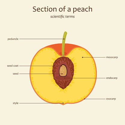 Discovering the Structure of Peaches