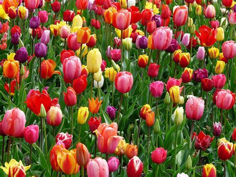 Discovering the Technicolor Kaleidoscope of Tulip Varieties