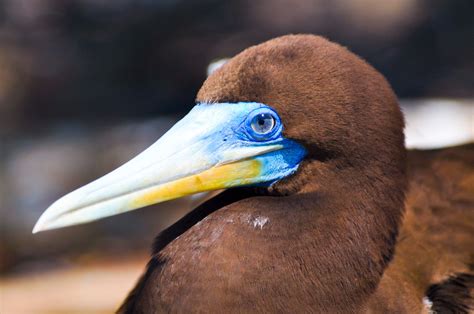 Discovering the Unusual Fascination of Enormous Seabirds