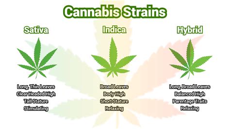 Discovering the Various Cannabis Strains and Their Impact