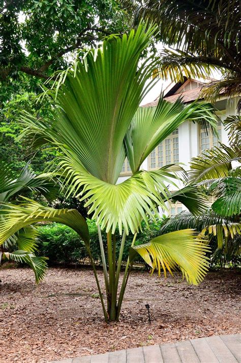 Discovering the Wide Variety of Palm Species