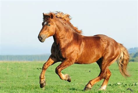 Discovering the years and stature of the stunning equine