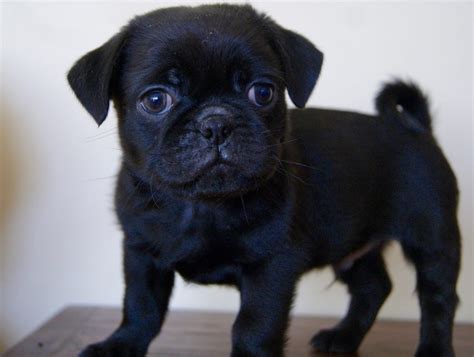 Discovering where to adopt or purchase a Pug Ebony canine companion