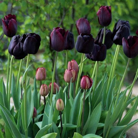 Discovery and Import of the Mysterious Dark Tulip