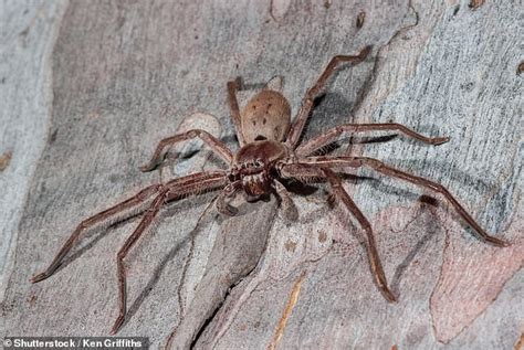 Discovery of the Enormous Leaping Arachnid