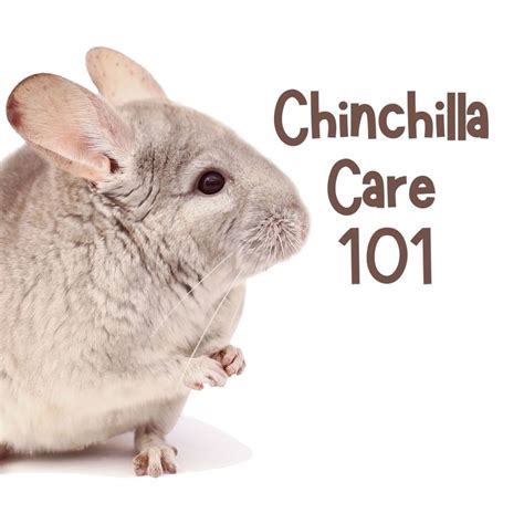 Distinctive Qualities and Challenges of Caring for a Snowy Chinchilla Companion