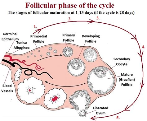 Distinguishing Between Normal and Excessive Nostril Follicle Growth: Determining the Threshold of "Remarkable"?