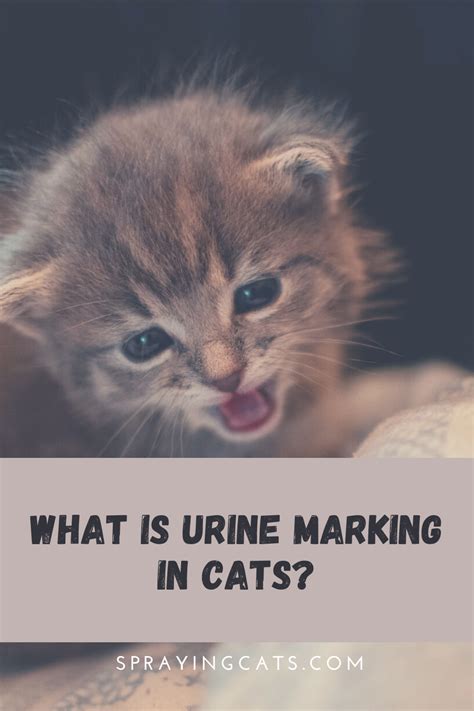 Distinguishing a Kitten's Urinary Issues from Symbolic Dreams