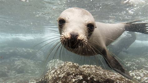 Dive into Adventure: Swimming with Ocean Lions in Their Natural Habitat