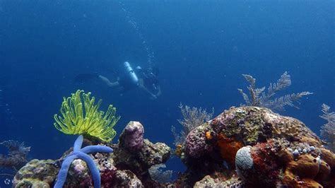 Dive into the Abundant Marine Habitat