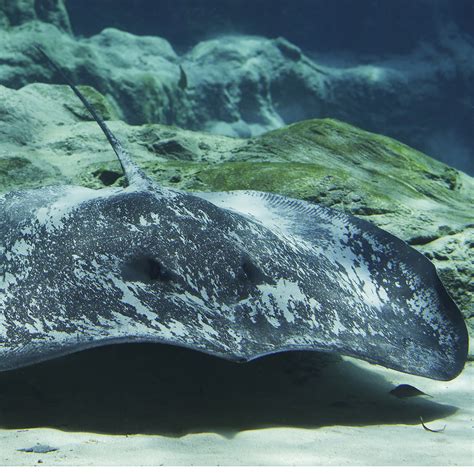 Dive into the Enchanting Realm of the Majestic Big Stingray