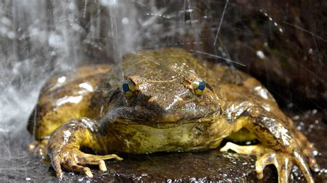 Dive into the Enchanting World of the Majestic Giant Frog