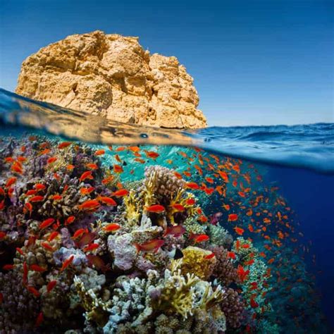 Dive into the Exhilarating Coral Reefs of the Red Sea