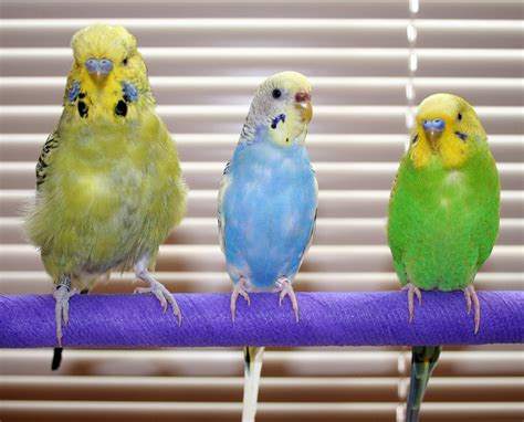 Dive into the Stunning Diversity of Budgerigar Species