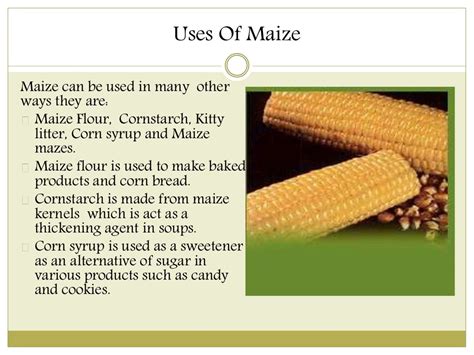 Dive into the World of Maize Meal: A Guide to Its Origins and Uses