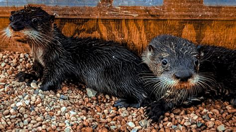 Dive into the World of Otter Pups: Get Acquainted with the Most Lively Members of the Otter Family