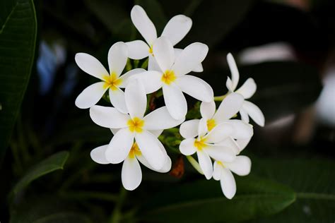 Dive into the World of the Jasmine Plant