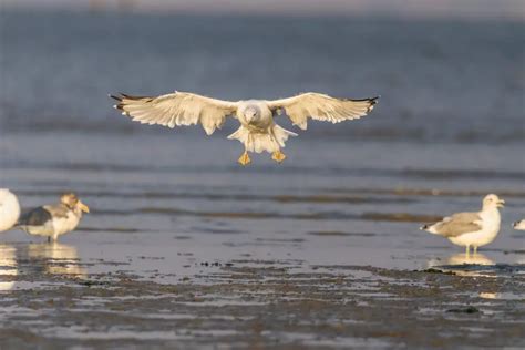 Diverse Cultural Perspectives on Bird Dream Interpretations