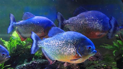 Diving Into the History of Piranhas: From Ancient Legends to Modern Discoveries