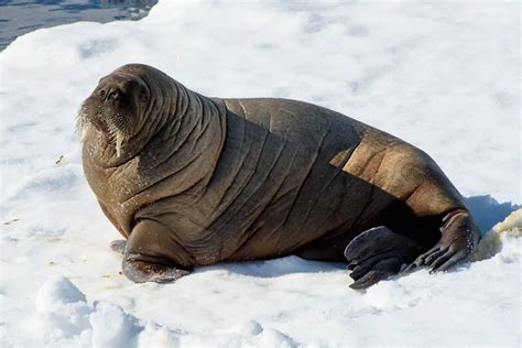 Diving into the Dream: Exploring the Fascination with a Walrus Pursuit