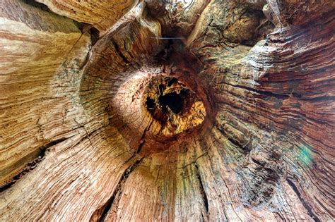 Diving into the Enigma: Exploring the Symbolism of the Hollow Tree