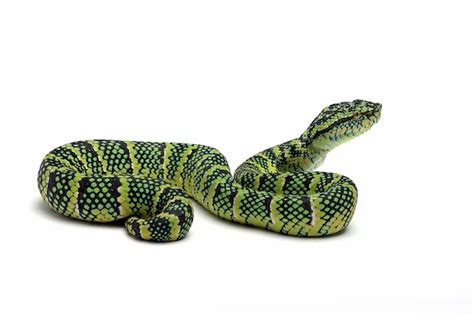 Diving into the Enigma: Unraveling the Fascinating Significance of Squeezing Serpents