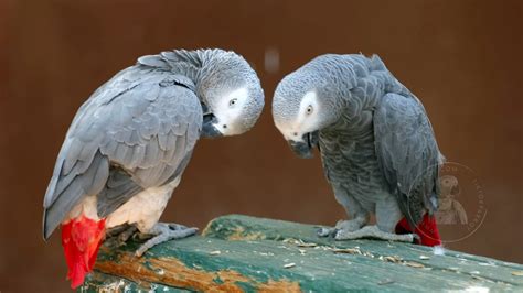 Diving into the Enigmatic Lives of Grey Parrots: Unlocking the Secrets of Their Communication and Social Structure